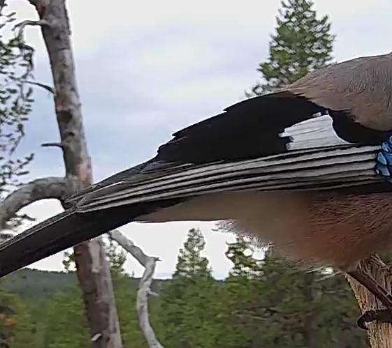 Best image of Eurasian jay