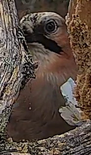Best image of Eurasian jay
