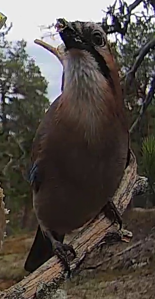 Best image of Eurasian jay