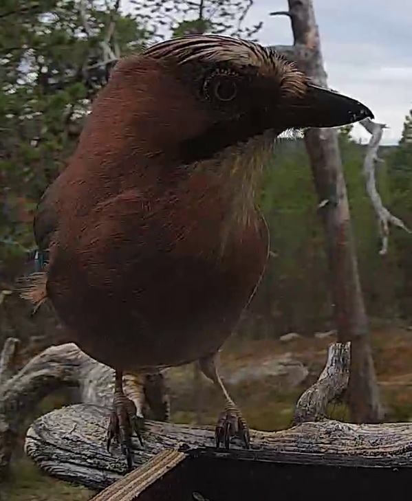 Best image of Eurasian jay