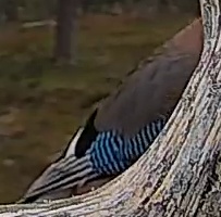 Best image of Eurasian jay