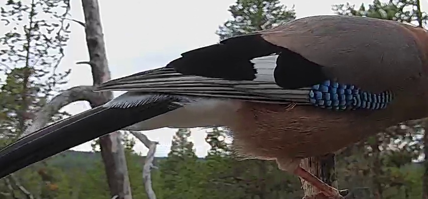 Best image of Eurasian jay