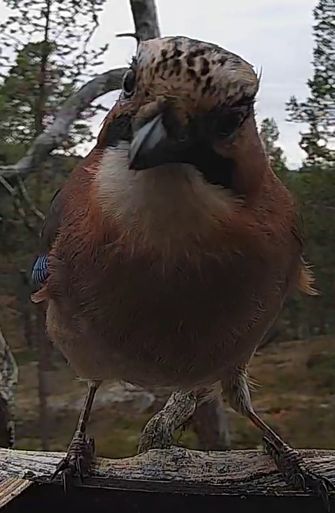 Best image of Eurasian jay