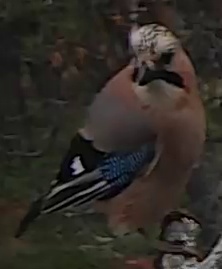 Best image of Eurasian jay