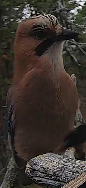 Best image of Eurasian jay
