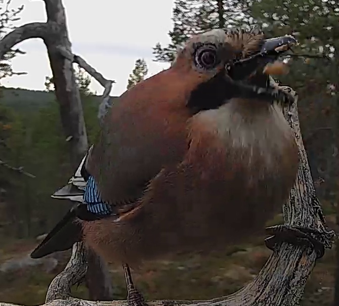 Best image of Eurasian jay