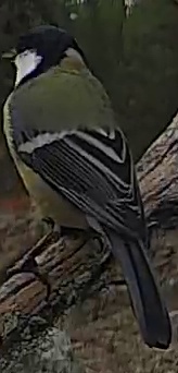 Best image of Great tit