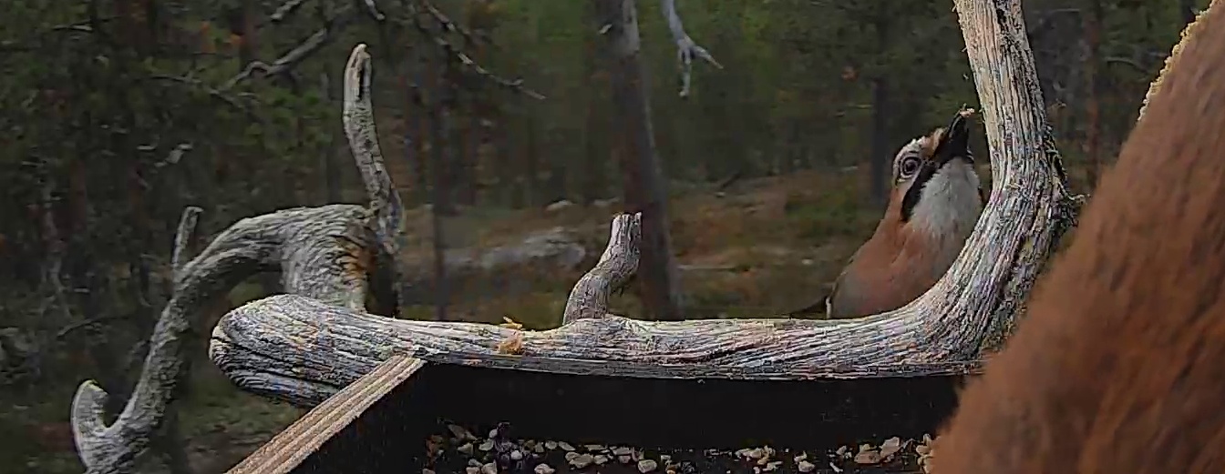 Best image of Eurasian nuthatch