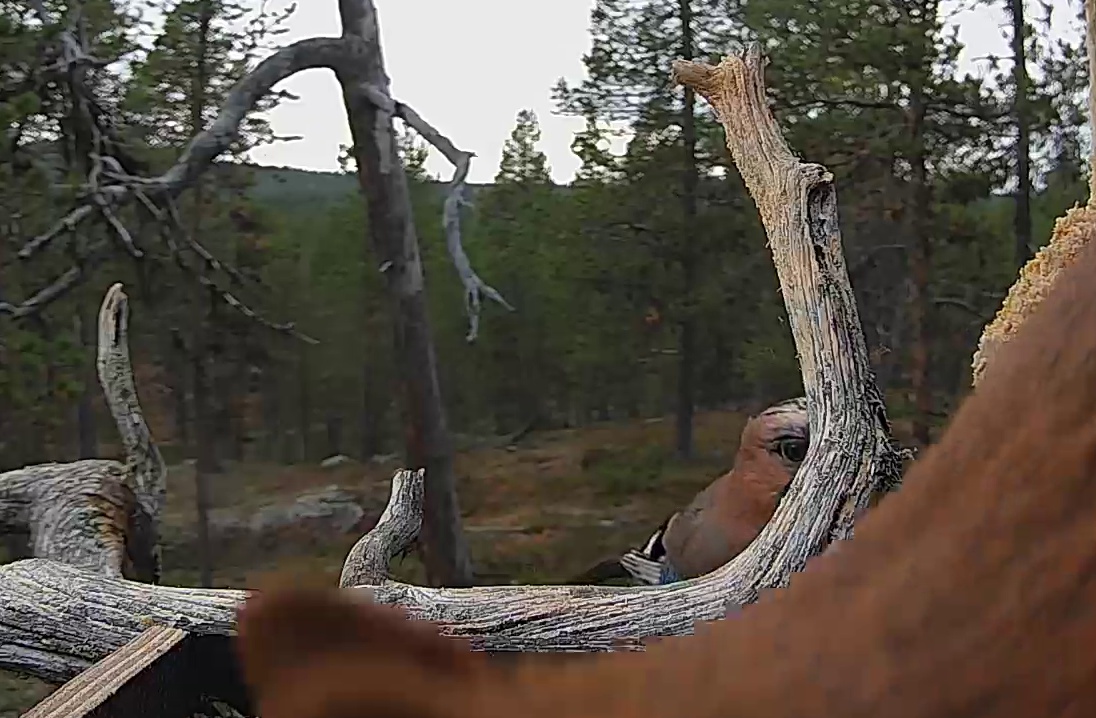 Best image of Eurasian jay