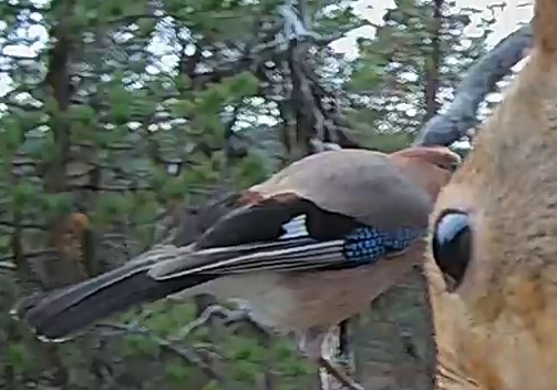 Best image of Eurasian jay