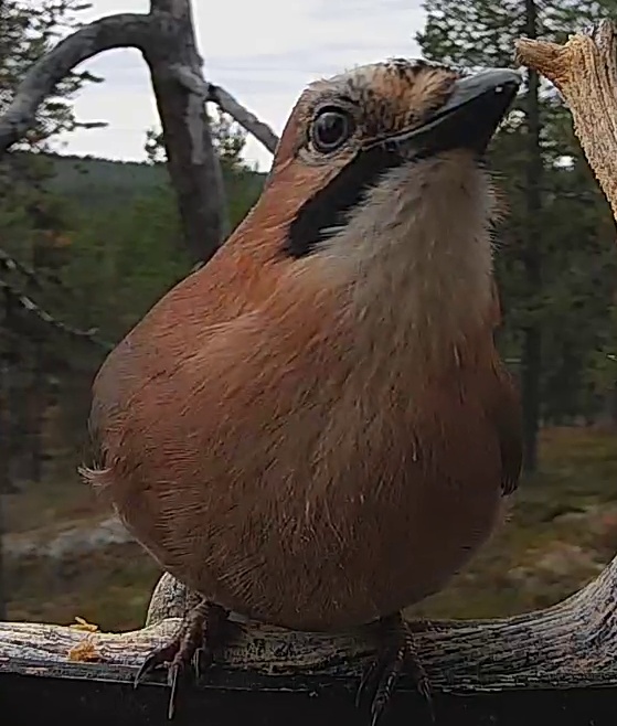 Best image of Eurasian jay