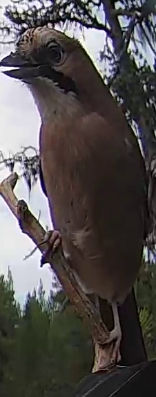 Best image of Eurasian jay
