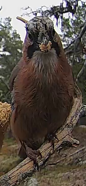 Best image of Eurasian jay