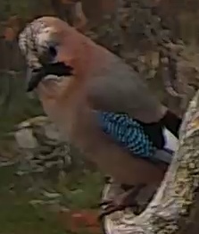 Best image of Eurasian jay