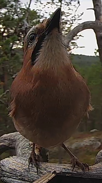Best image of Eurasian jay