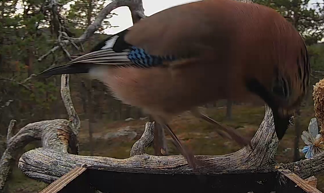 Best image of Eurasian jay