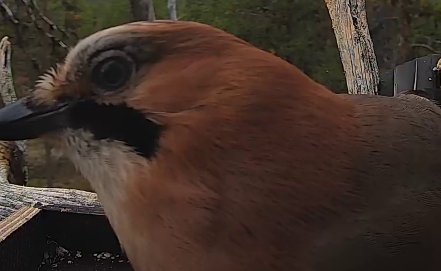 Best image of Eurasian jay