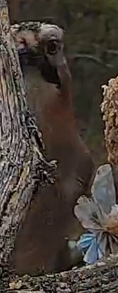 Best image of Peregrine falcon