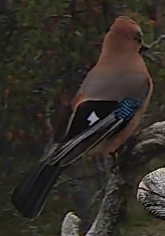 Best image of Eurasian jay