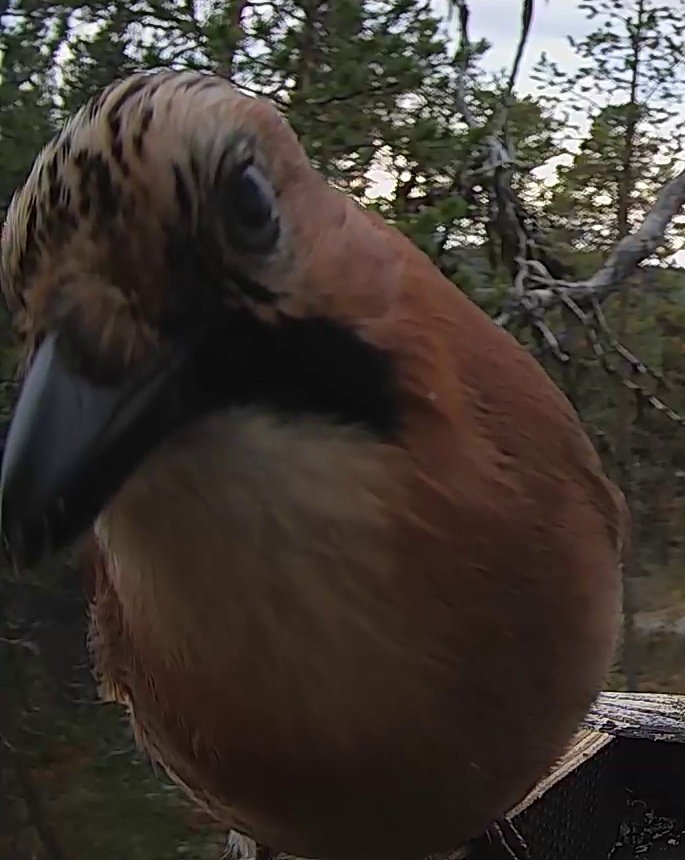 Best image of Eurasian jay