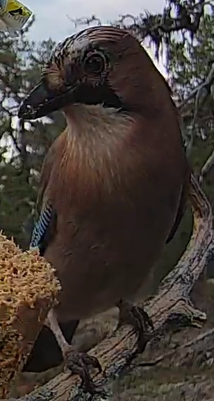 Best image of Eurasian jay