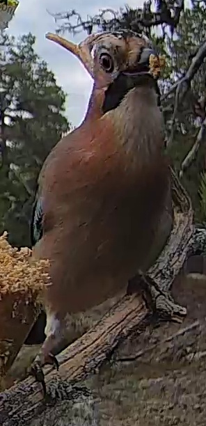 Best image of Eurasian jay