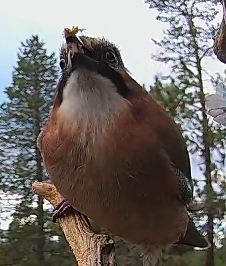 Best image of Eurasian jay