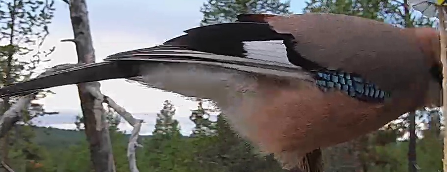 Best image of Eurasian jay