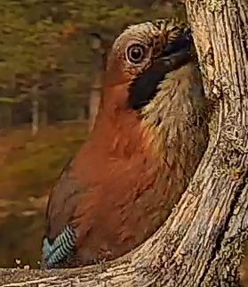 Best image of Eurasian jay