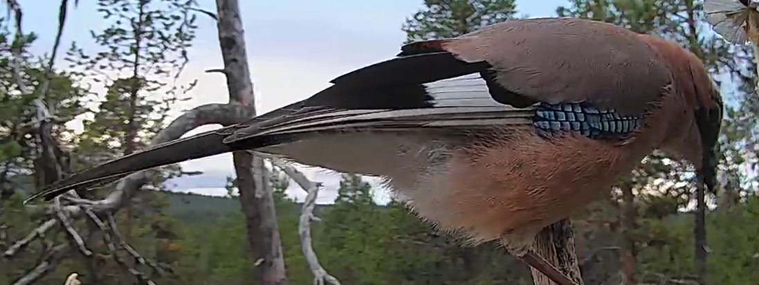 Best image of Eurasian jay