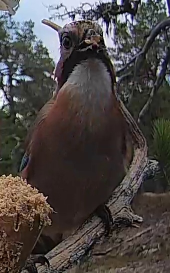Best image of Eurasian jay