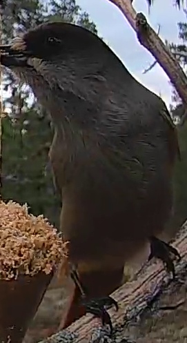 Best image of Siberian jay
