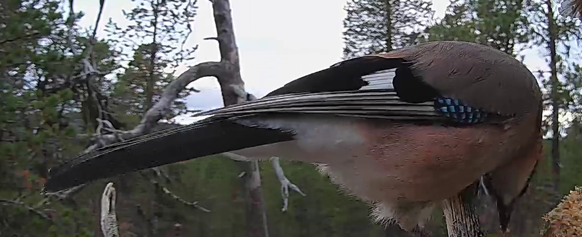Best image of Eurasian jay