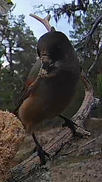 Best image of Western Orphean warbler