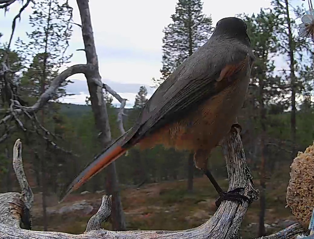 Best image of Siberian jay