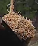 Best image of Black francolin
