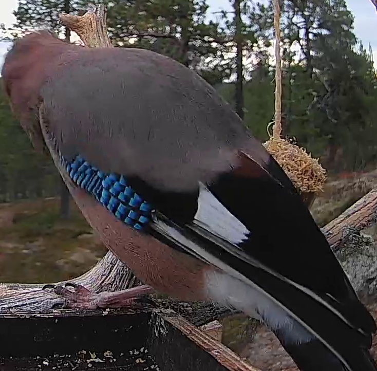 Best image of Eurasian jay