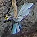 Best image of Grey heron