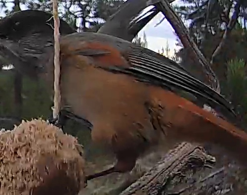 Best image of Siberian jay
