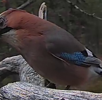 Best image of Eurasian jay