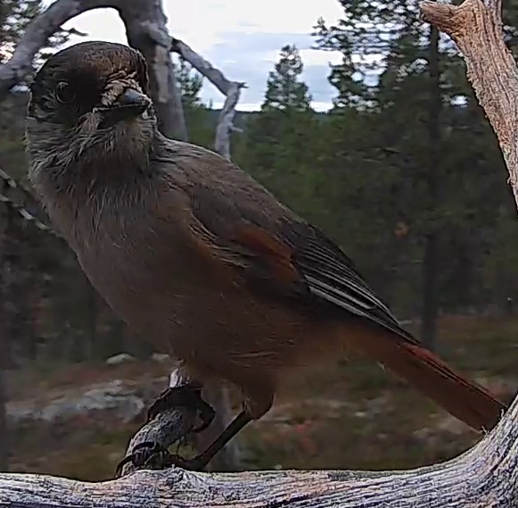Best image of Siberian jay