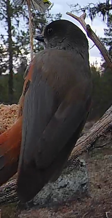 Best image of Siberian jay
