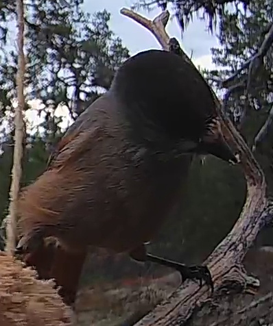Best image of Siberian jay