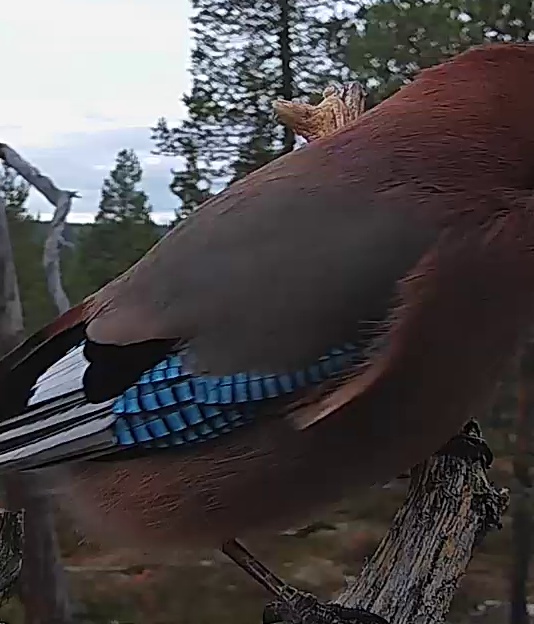 Best image of Eurasian jay