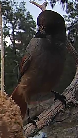 Best image of Siberian jay