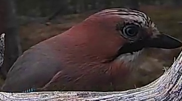 Best image of Eurasian jay