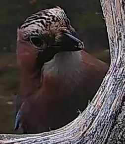 Best image of Eurasian jay