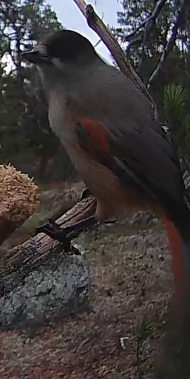 Best image of Siberian jay