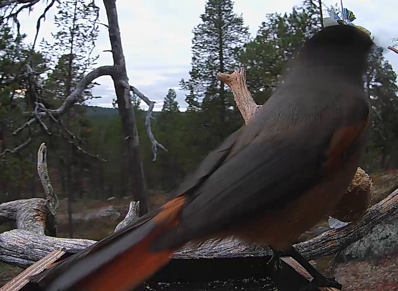 Best image of Siberian jay