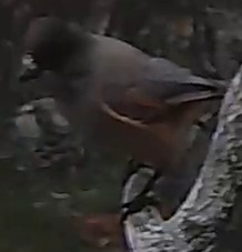 Best image of Eastern Orphean warbler
